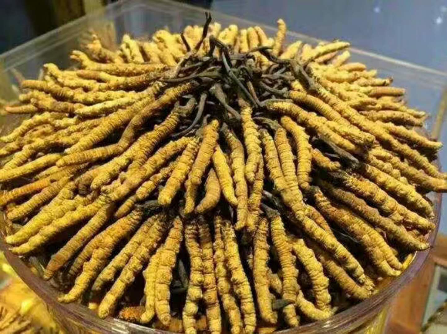 南山冬虫夏草回收目前价格多少