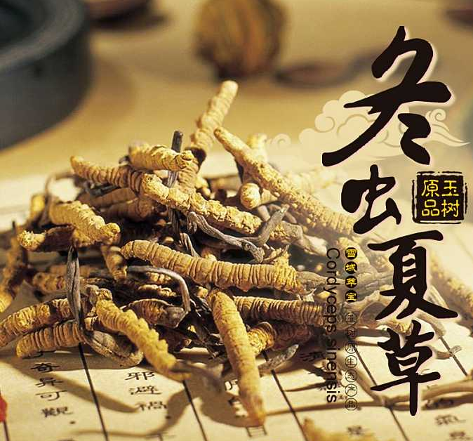 大鹏虫草回收