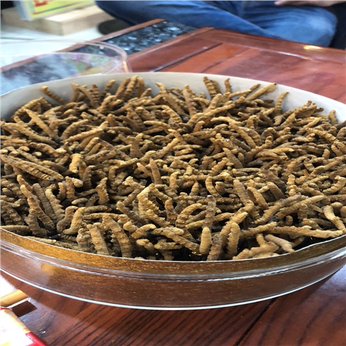 大鹏虫草回收一克多少钱