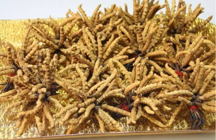 宝安礼盒装冬虫夏草回收/一袋虫草回收价格多少钱