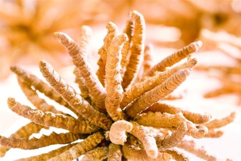 罗湖翠竹回收冬虫夏草-哪里有虫草回收-上门回收虫草